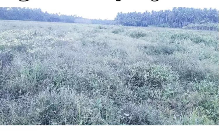 புதர் காடாக மாறும் விளைநிலம்