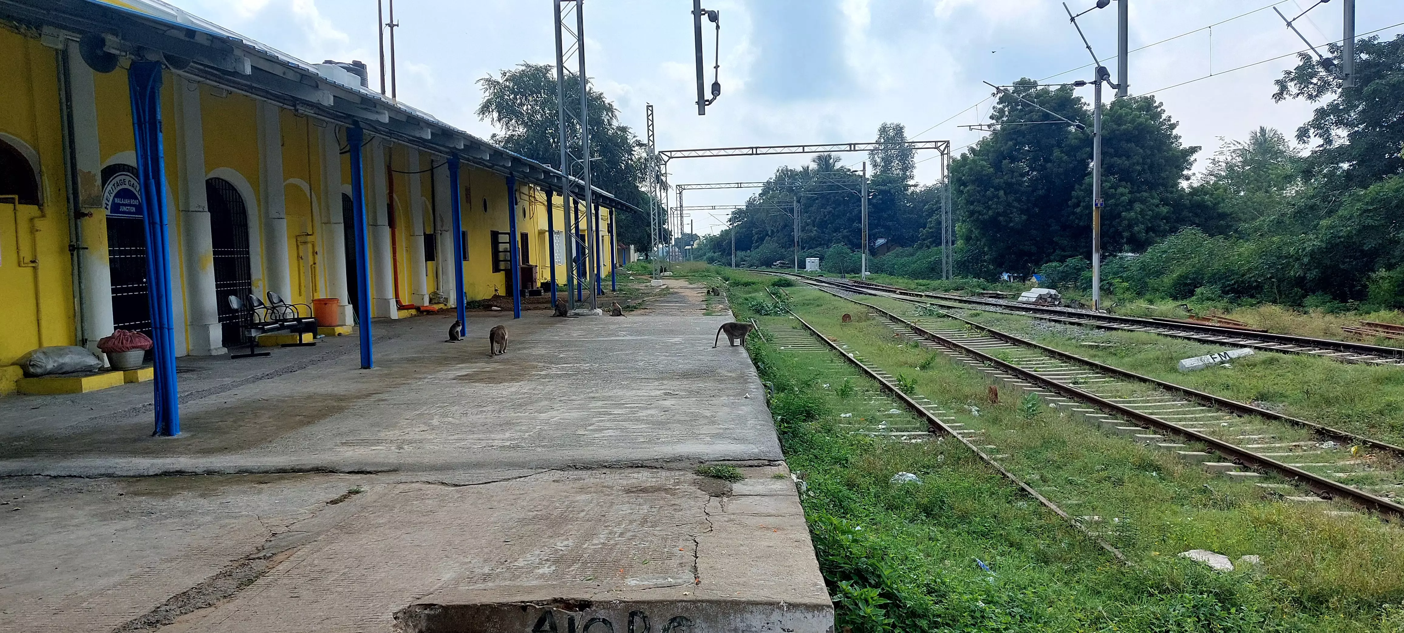 குரங்குகள் தொல்லை