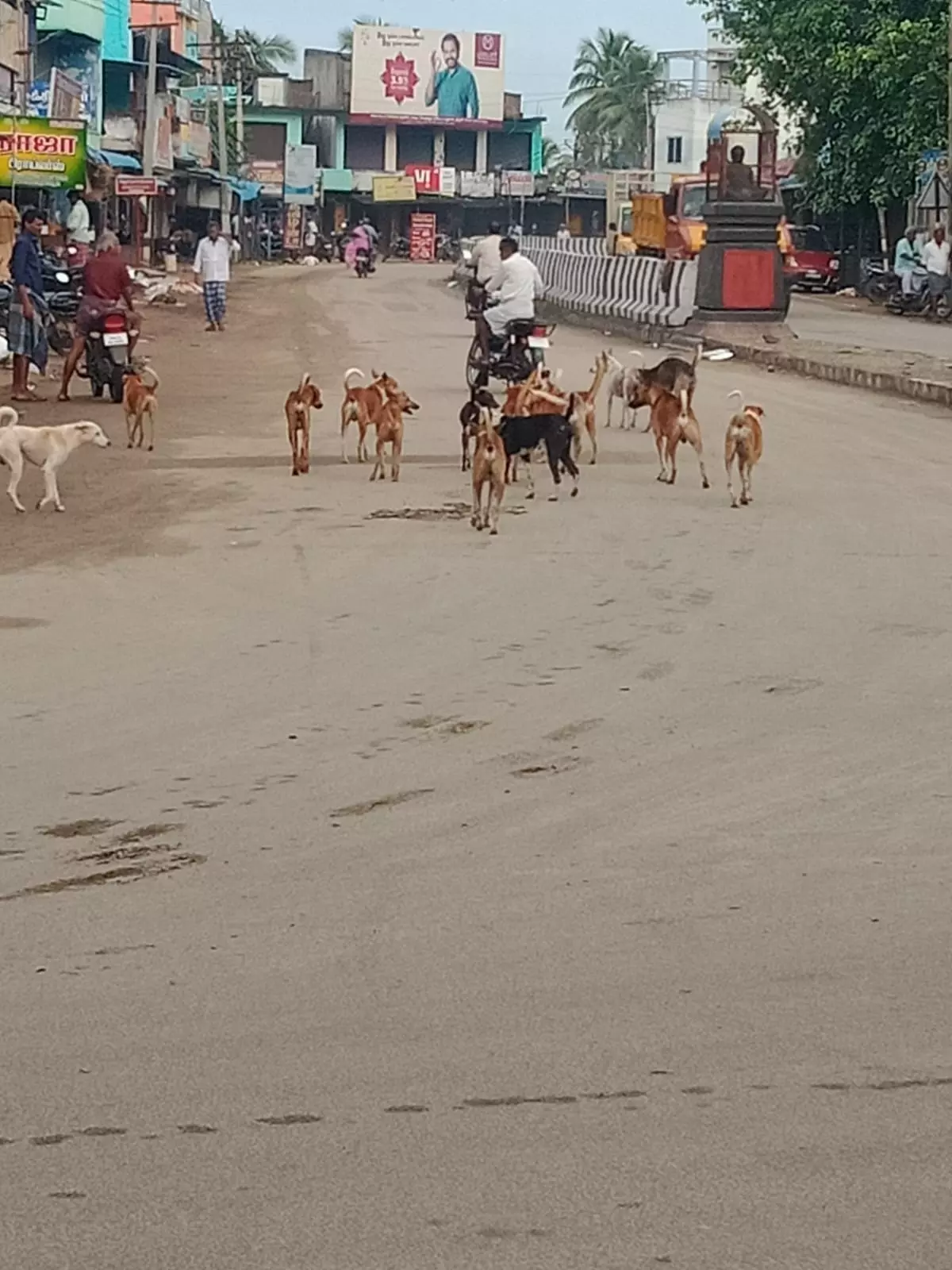 நாய்கள் தொல்லை நாய்கள் தொல்லை