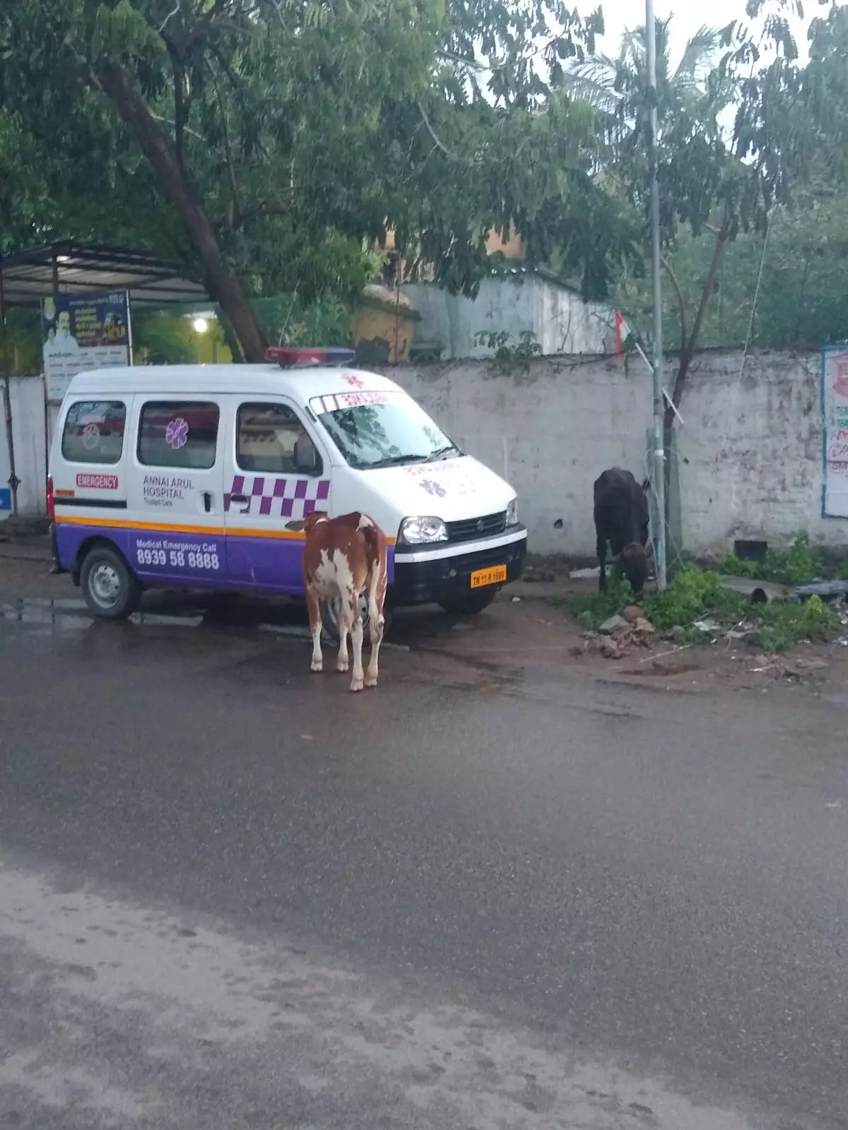 சாலையில் திரியும் கால்நடைகள்