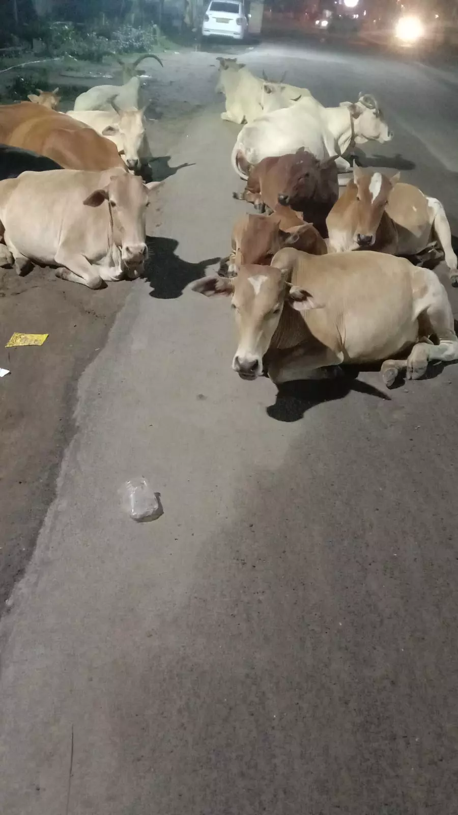 சாலையில் ஓய்வெடுக்கும் கால்நடைகள் சாலையில் ஓய்வெடுக்கும் கால்நடைகள்