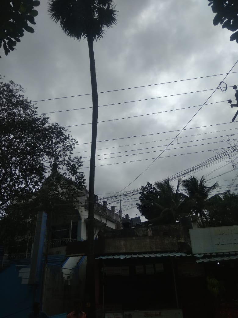 அகற்ற வேண்டிய மரம்