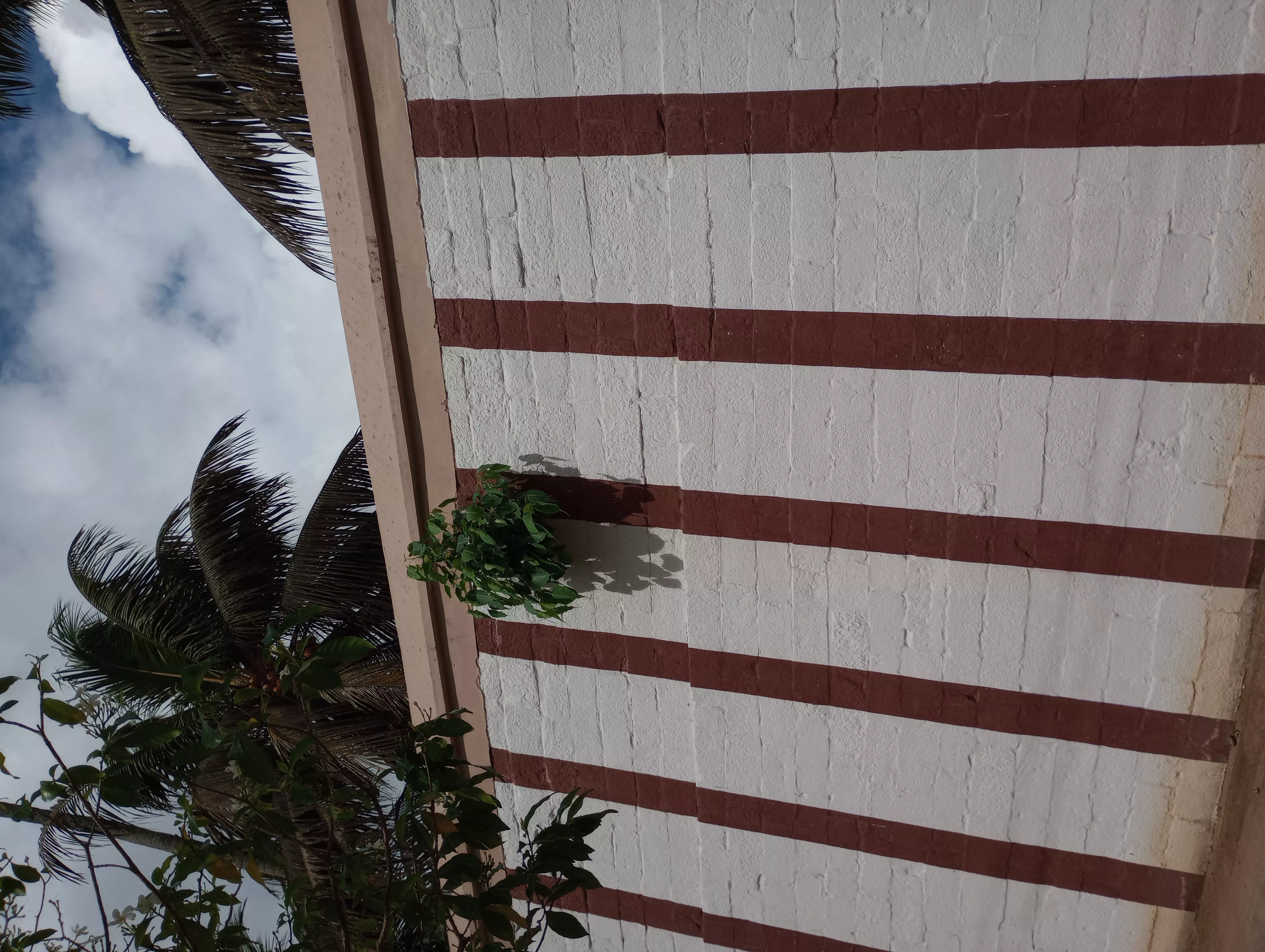 கோவில் காம்பவுண்ட் சுவரில் வளரும் அரச மர செடிகள்