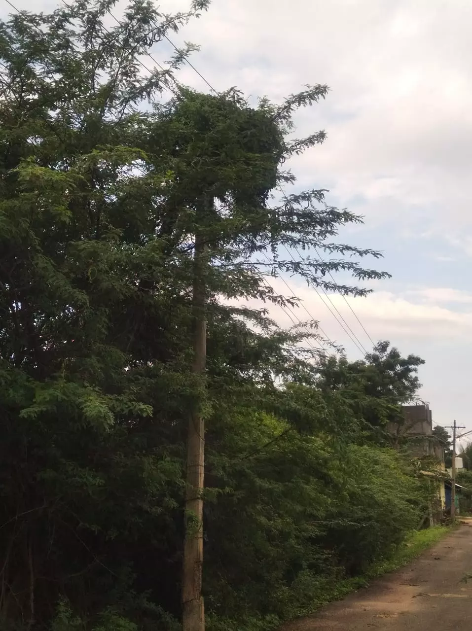 ஆபத்தான மின்கம்பம்