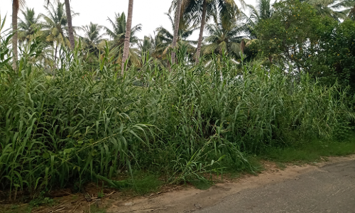 கால்வாயை ஆக்கிரமித்துள்ள செடி, கொடிகள் கால்வாயை ஆக்கிரமித்துள்ள செடி, கொடிகள்