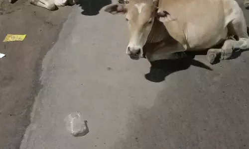 சாலையில் ஓய்வெடுக்கும் கால்நடைகள்