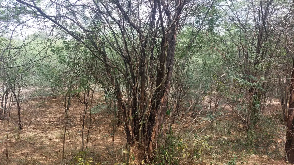 ஏரியை ஆக்கிரமித்துள்ள சீமை கருவேலமரங்கள்