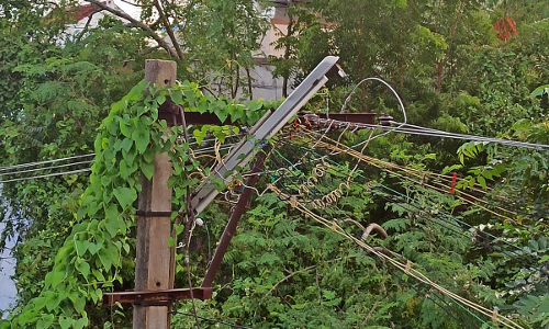 மின்கம்பியை உரசும் மரக்கிளைகள் மின்கம்பியை உரசும் மரக்கிளைகள்