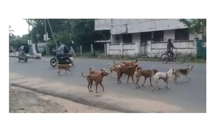 நாய்களால் தொல்லை நாய்களால் தொல்லை