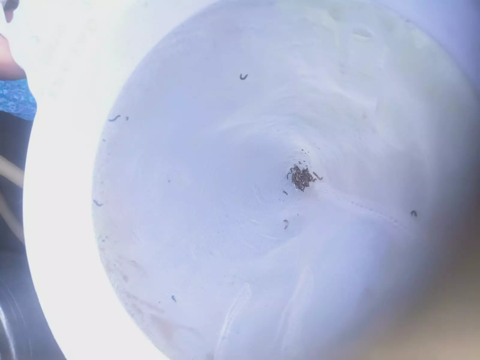 குடிநீரில் புழுக்கள் குடிநீரில் புழுக்கள்