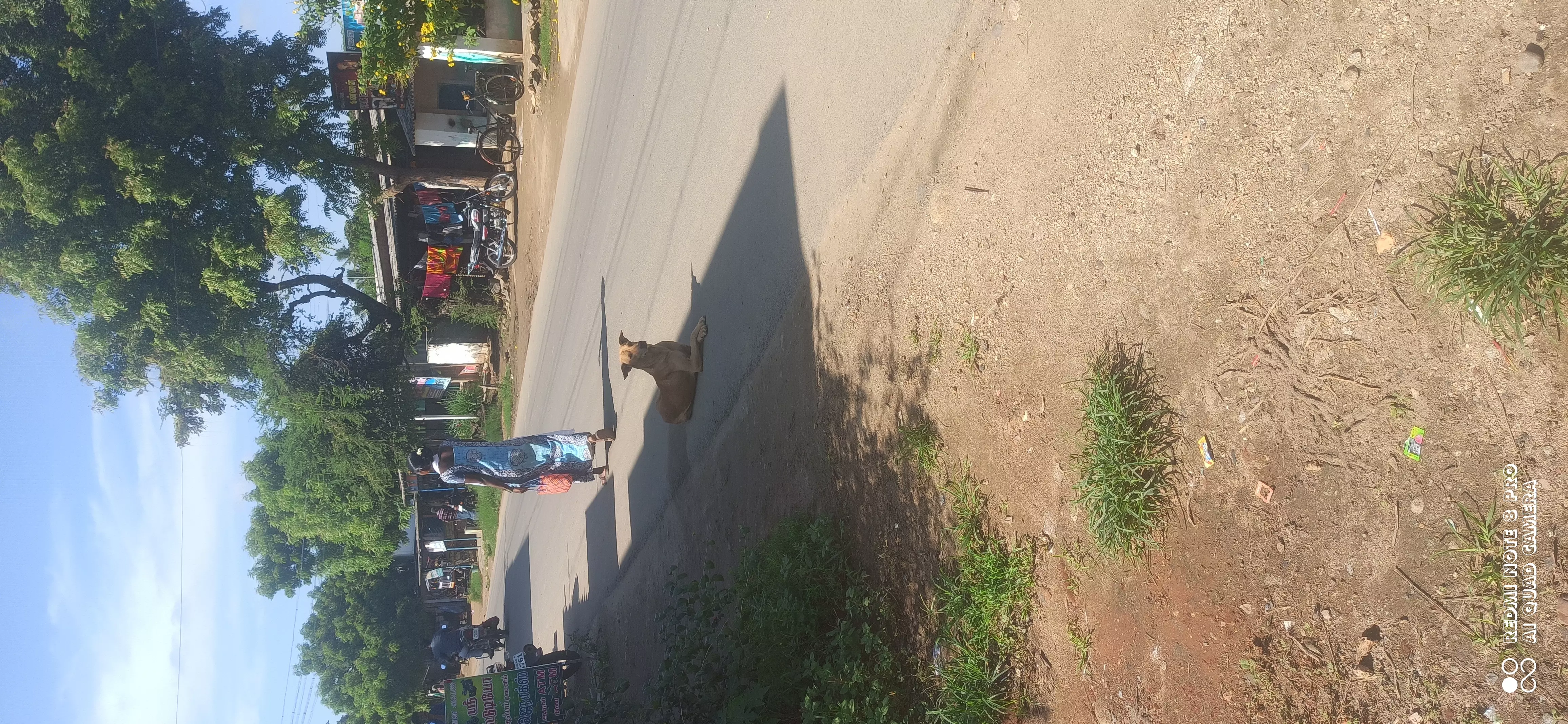 தெருநாய்களால் கீழே விழும் வாகன ஓட்டிகள் தெருநாய்களால் கீழே விழும் வாகன ஓட்டிகள்