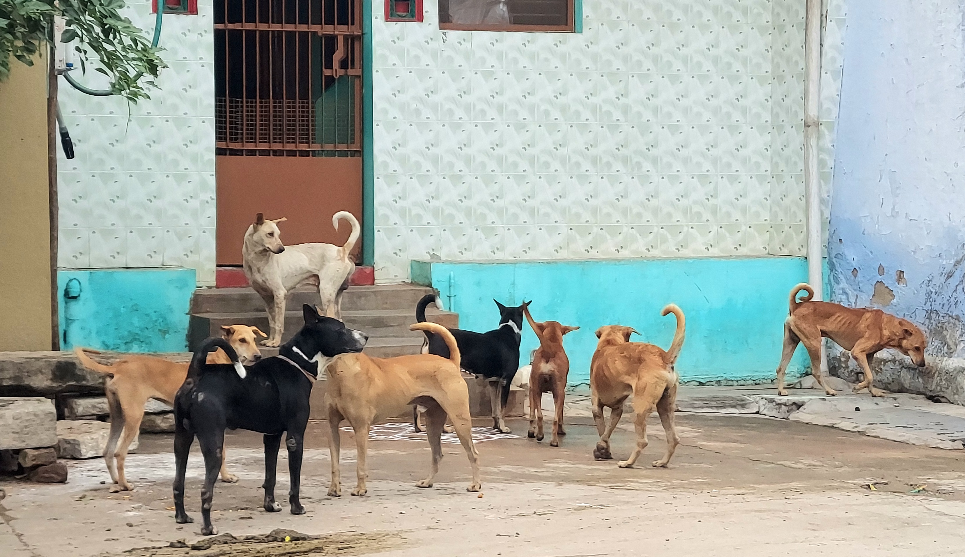 நாய்கள் தொல்லை நாய்கள் தொல்லை