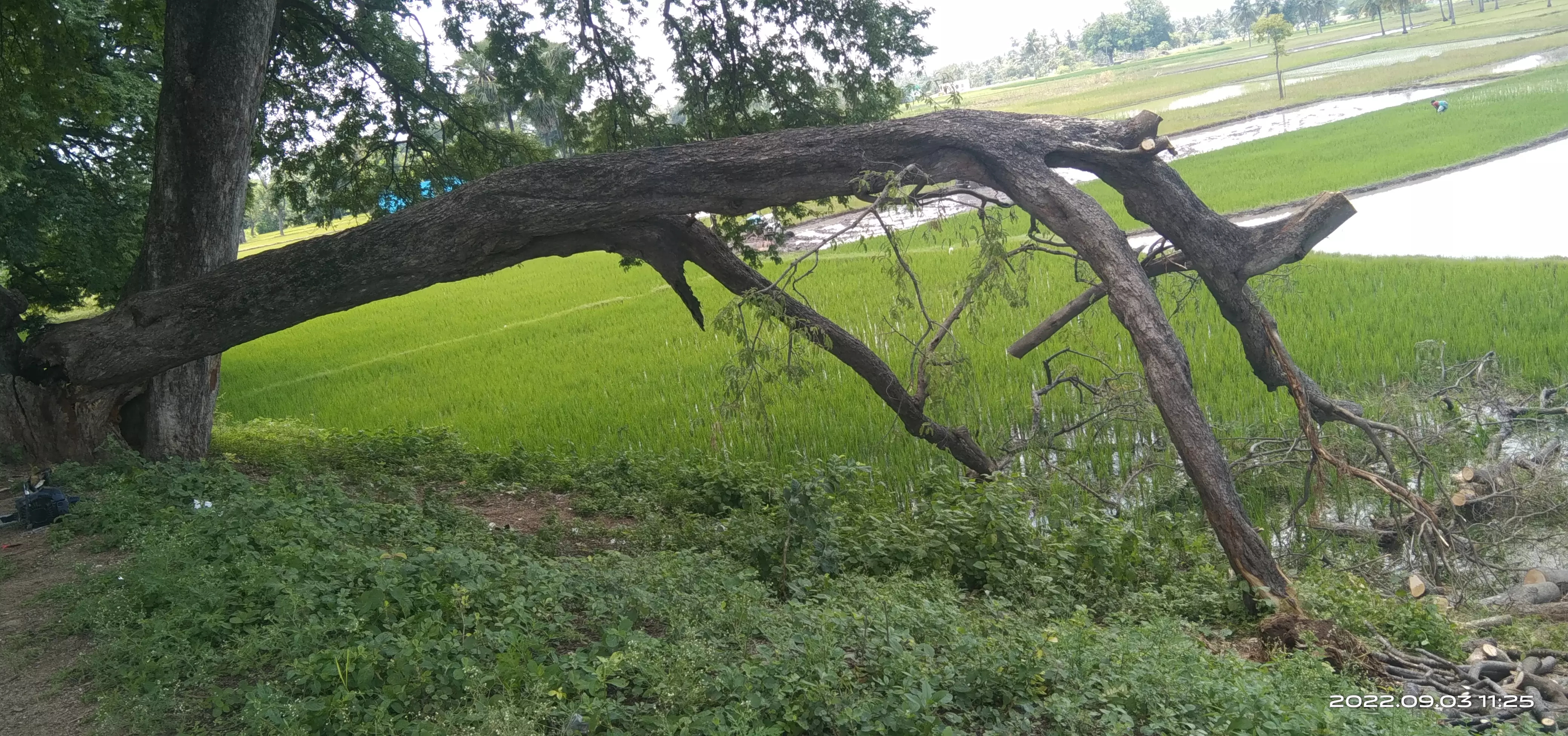 அதிகாரிகள் நடவடிக்கை எடுப்பார்களா?