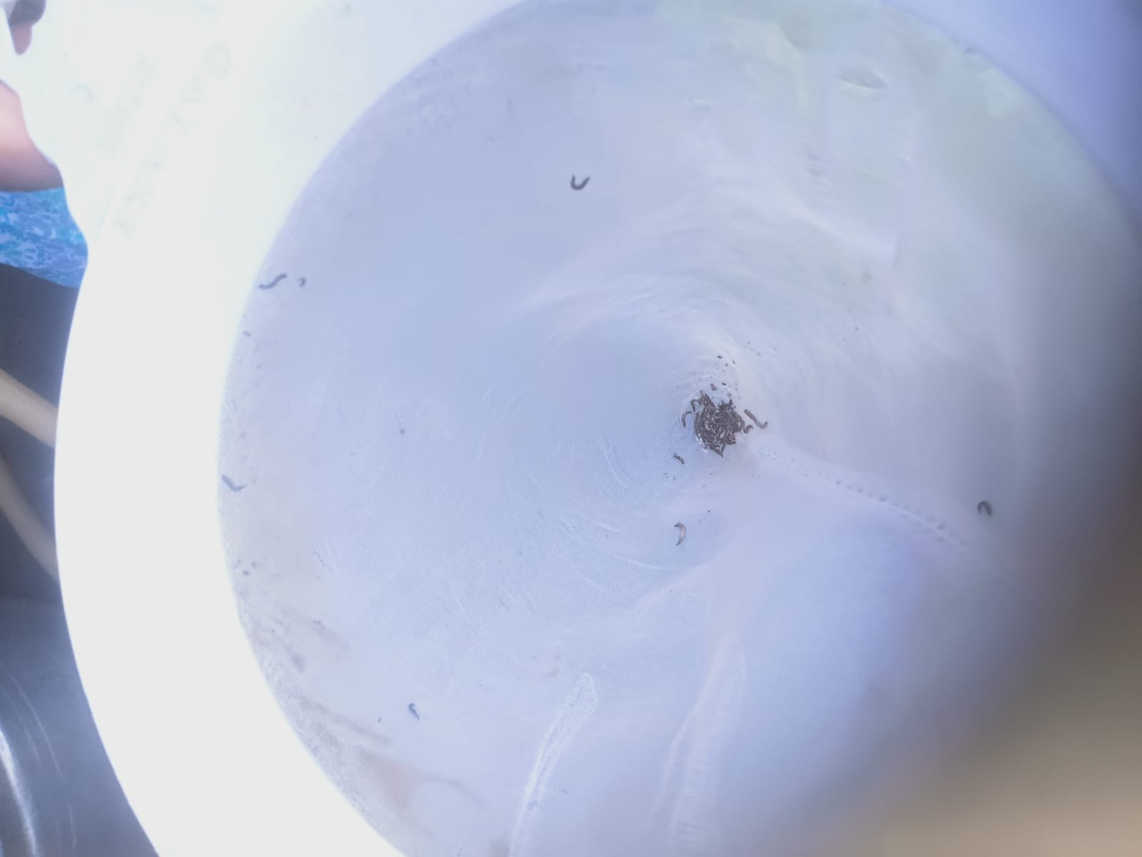 குடிநீரில் புழுக்கள்