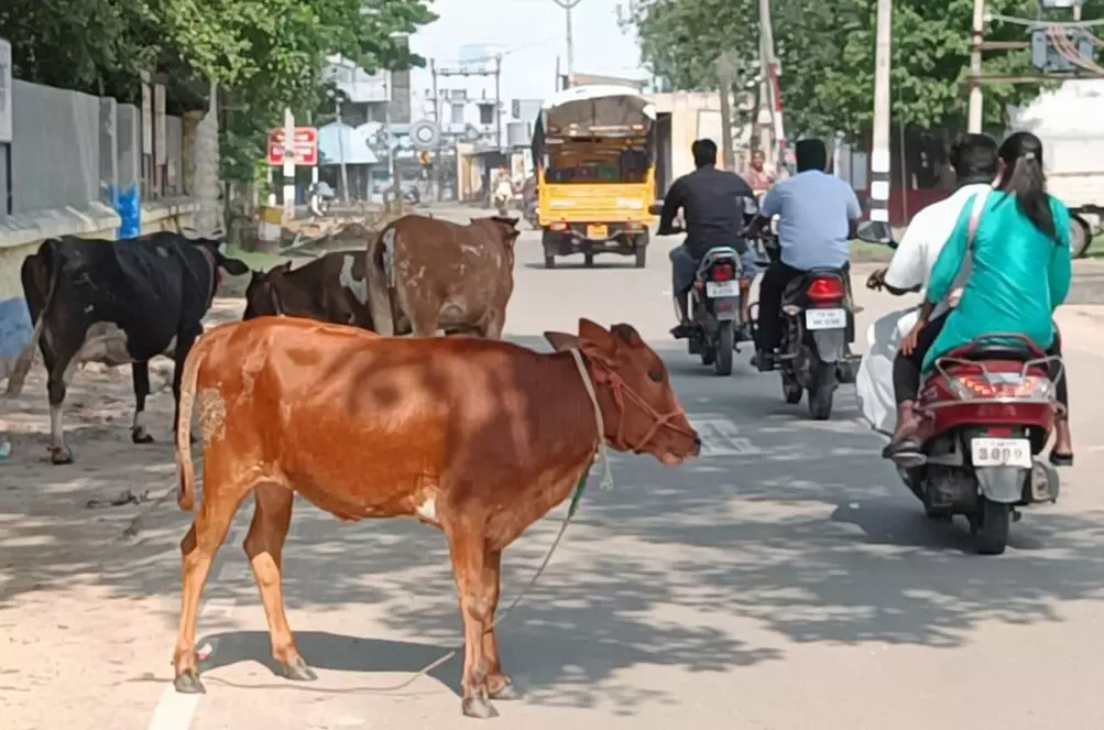 கால்நடைகளால் போக்குவரத்துக்கு இடையூறு