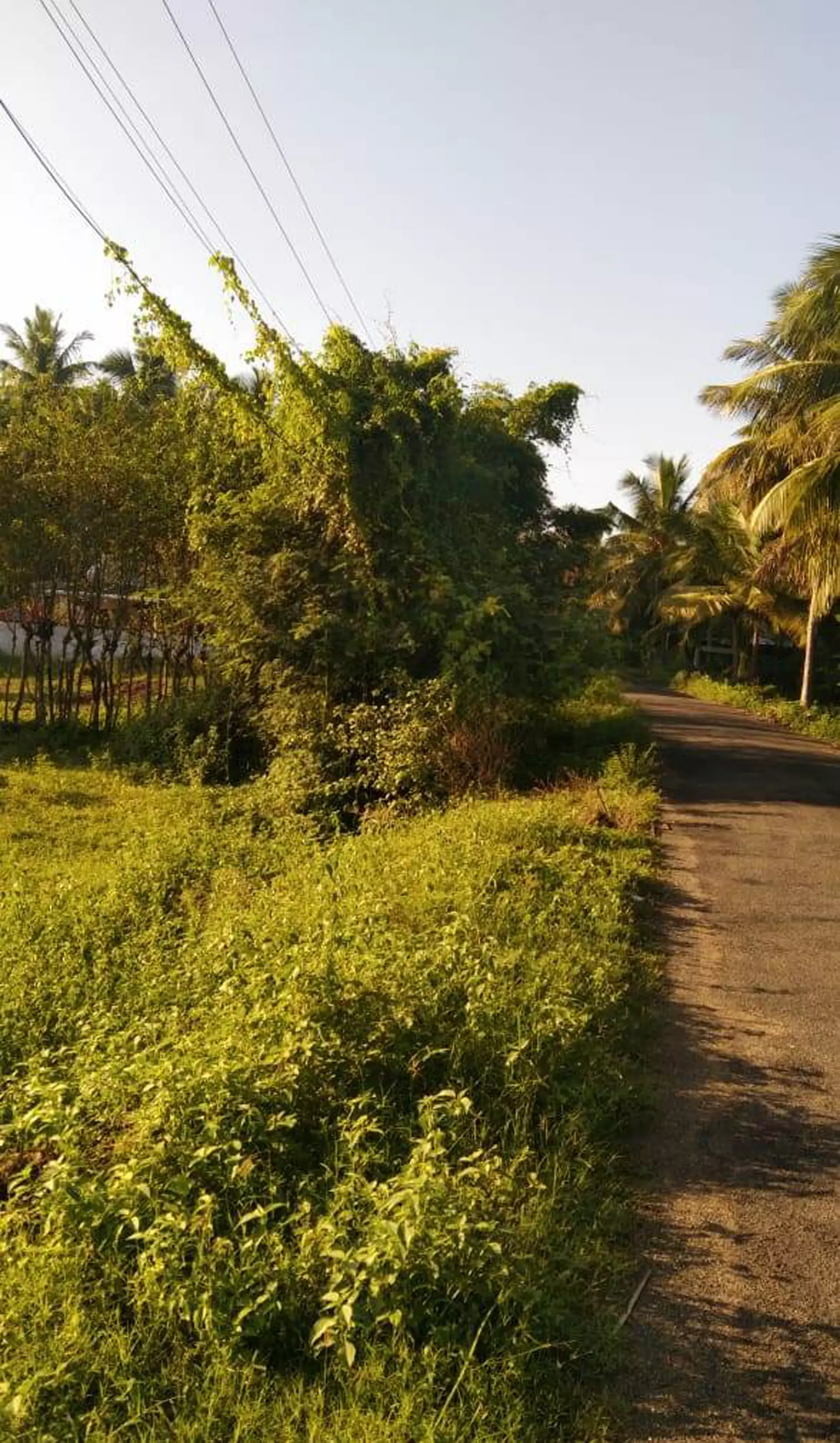 மின் கம்பியில் செடி, கொடிகள் மின் கம்பியில் செடி, கொடிகள்