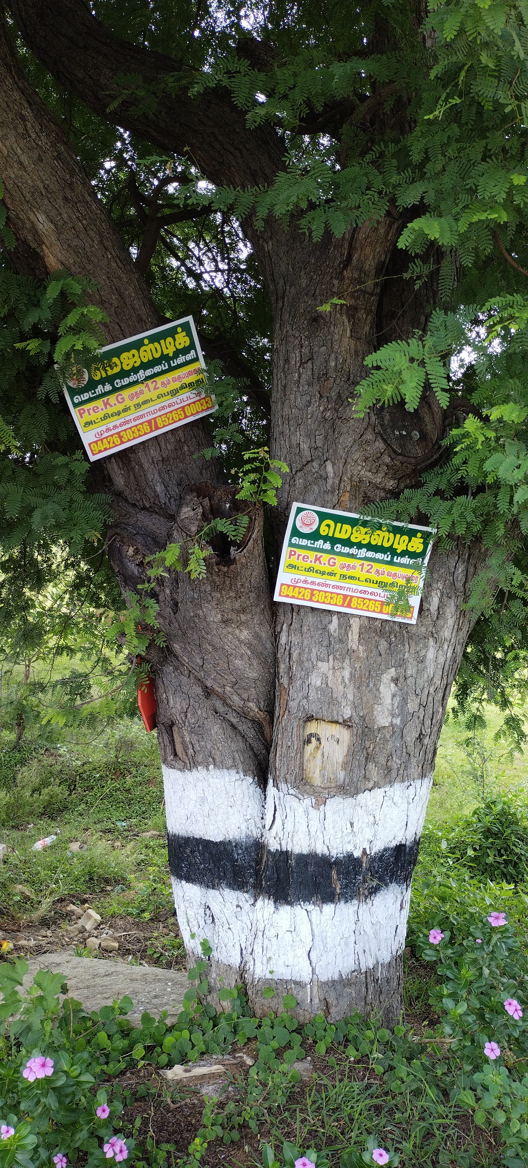 சாலையோர மரங்களில் விளம்பர பலகை சாலையோர மரங்களில் விளம்பர பலகை