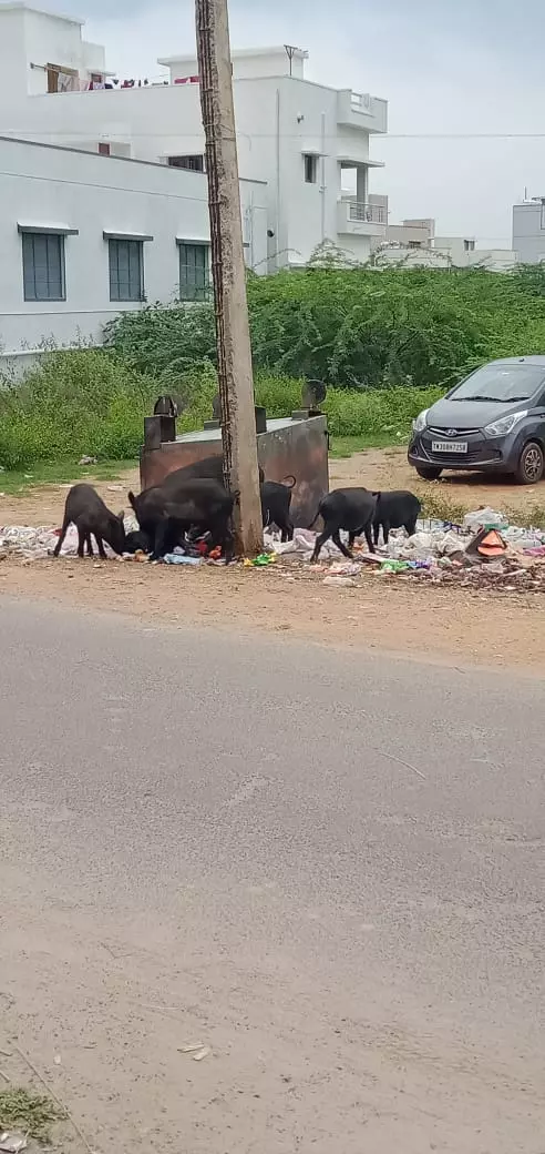 சுகாதார கேடு