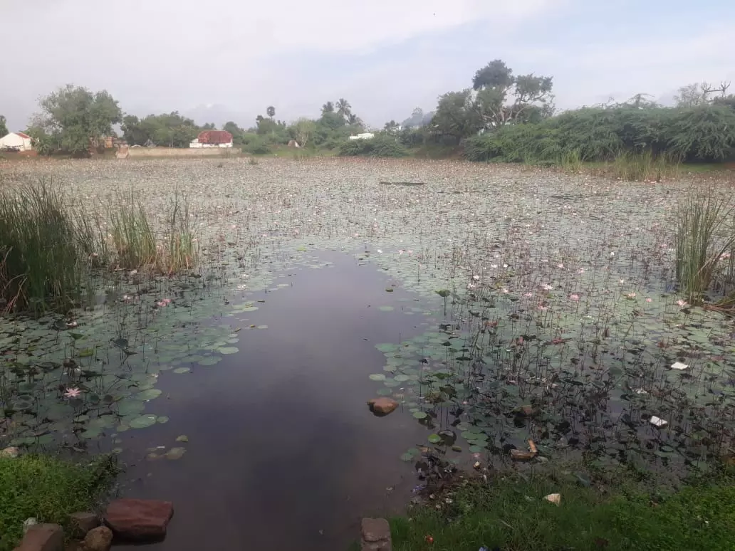 பயன்படுத்த முடியாத நிலையில் உள்ள குளம் பயன்படுத்த முடியாத நிலையில் உள்ள குளம்