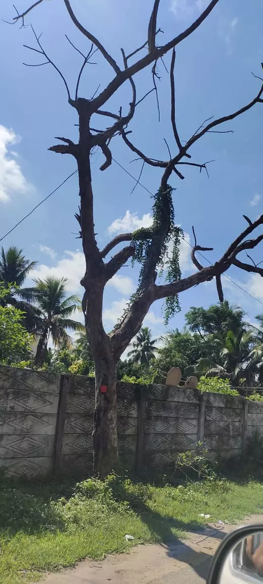 பட்டுப்போன மரம் அகற்றப்படுமா?