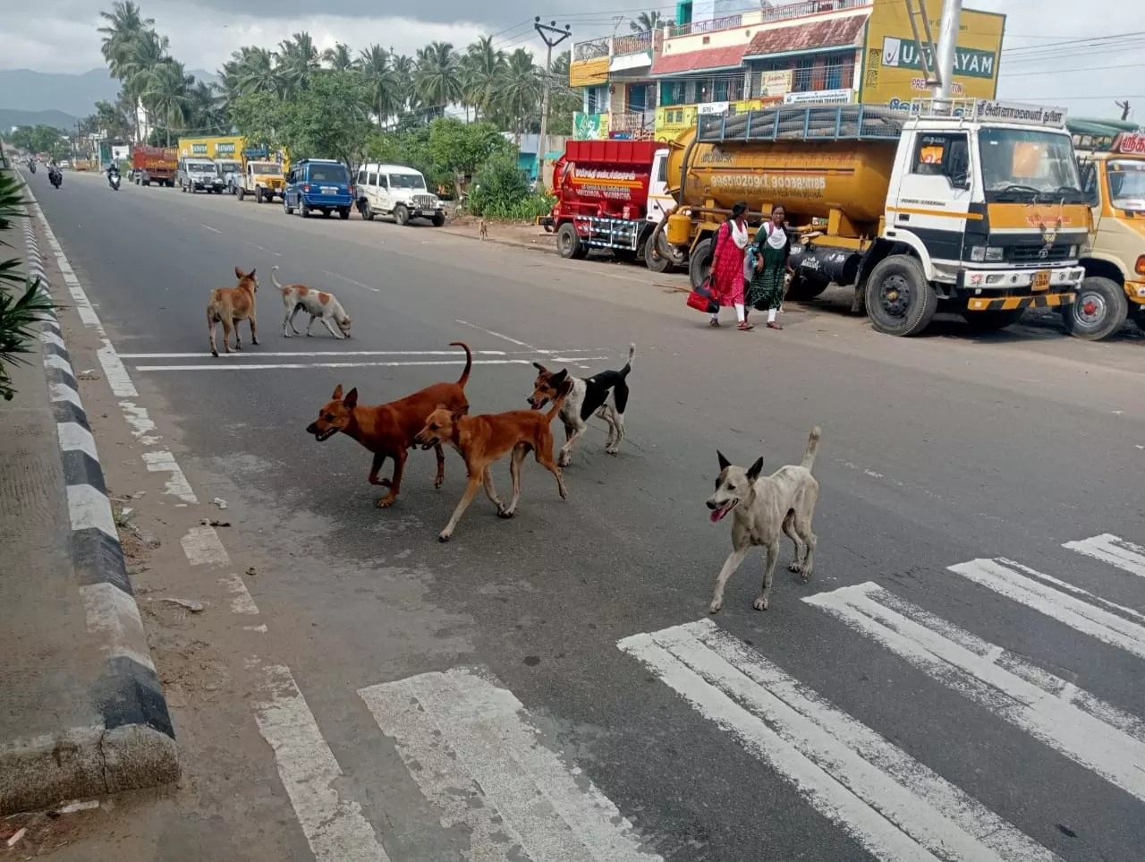 விபத்தை ஏற்படுத்தும் தெருநாய்கள்