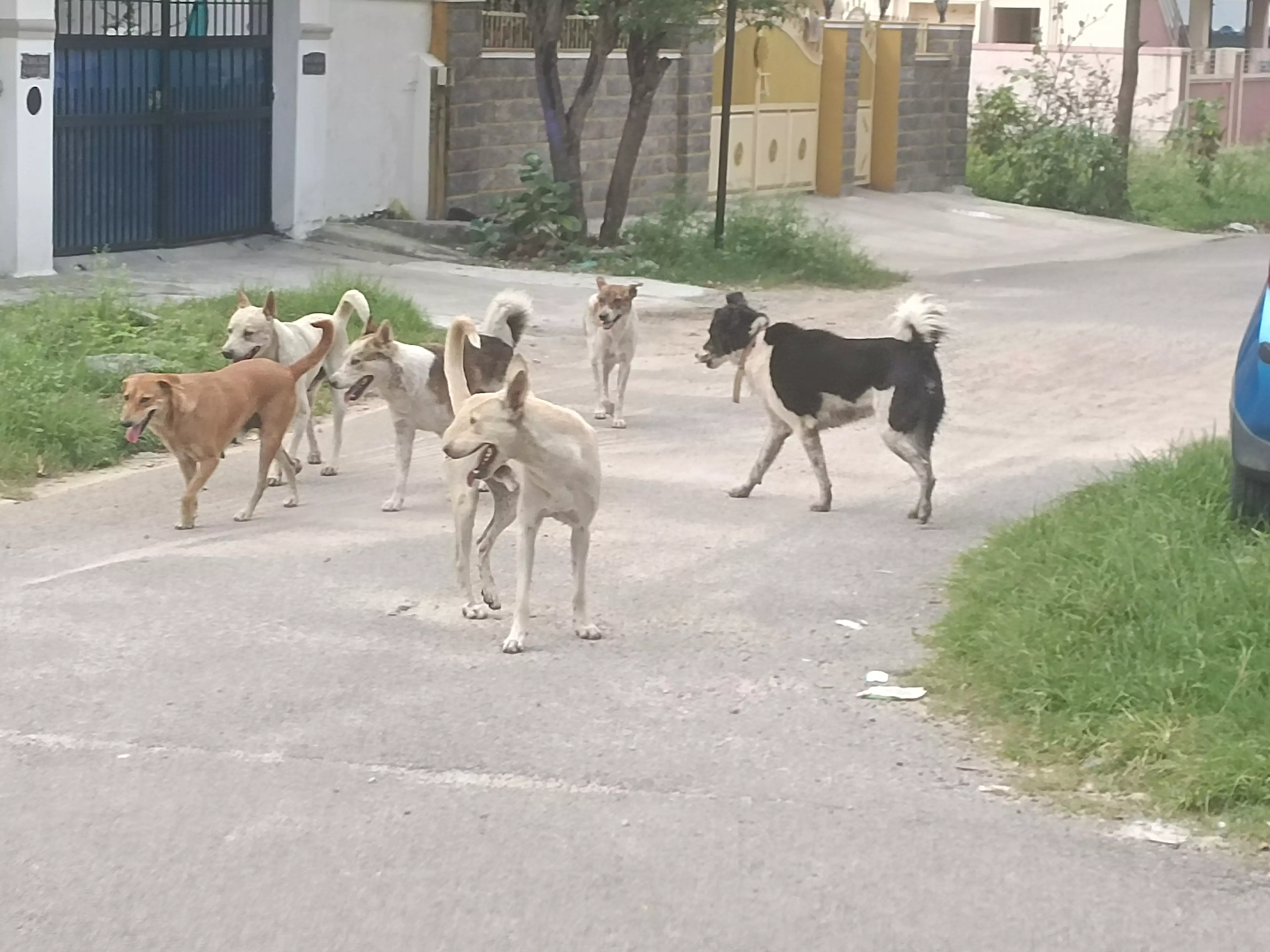 தெருநாய்களால் மக்கள் அச்சம்