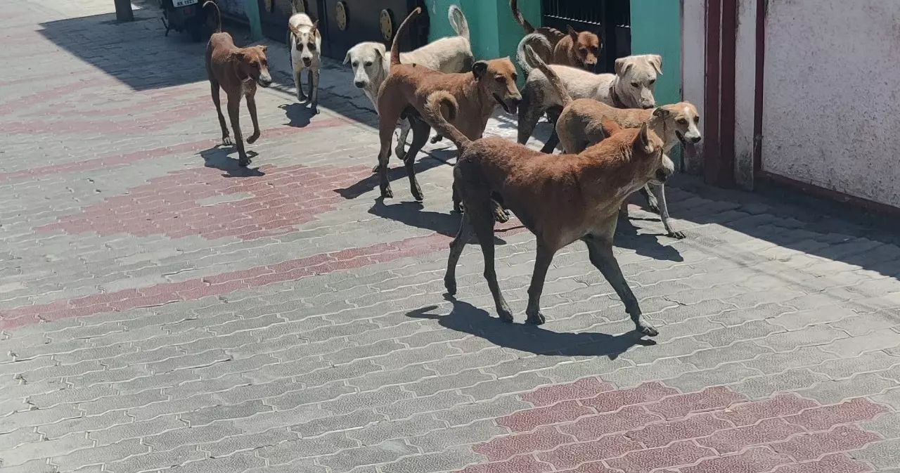 நாய்களால் விபத்து அபாயம் நாய்களால் விபத்து அபாயம்