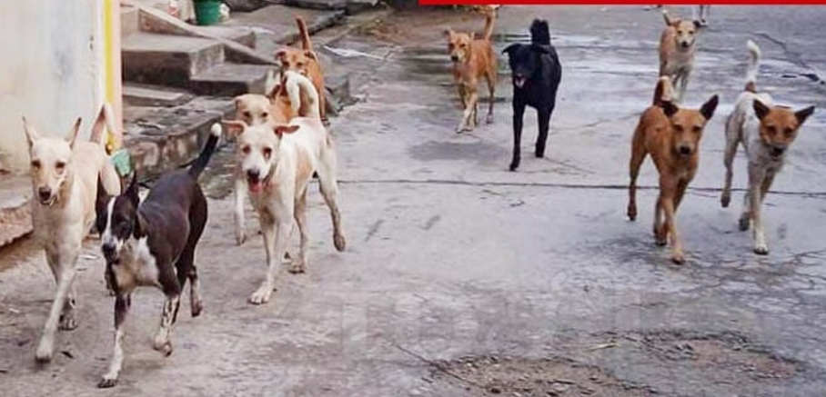 நாய்கள் தொல்லை