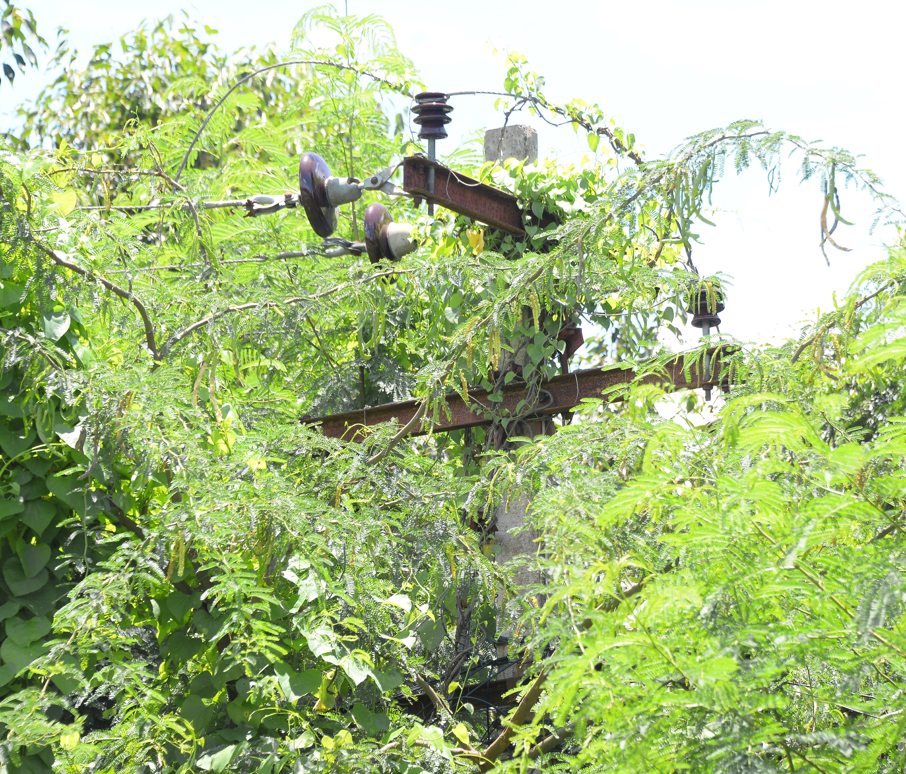 புதருக்குள் மறைந்த மின்கம்பம் புதருக்குள் மறைந்த மின்கம்பம்