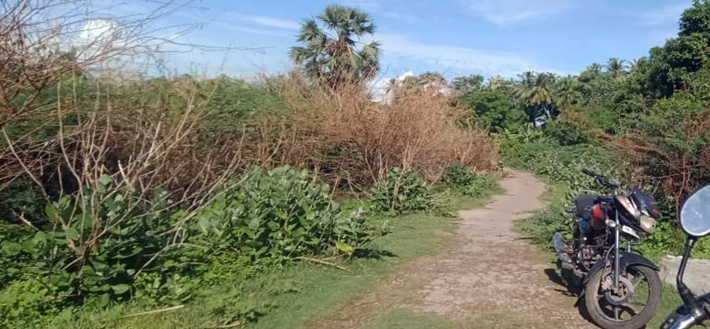 புதர்கள் நிறைந்த சுடுகாட்டு பாதை