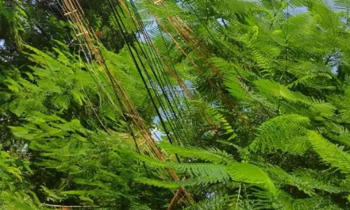 மரக்கிளைகளில் உரசும் மின்கம்பிகள்