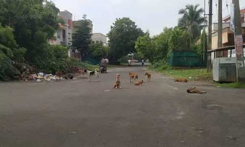 நாய்கள் தொல்லை நாய்கள் தொல்லை