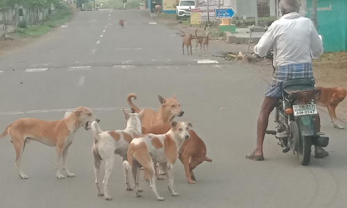 நாய்கள் தொல்லை