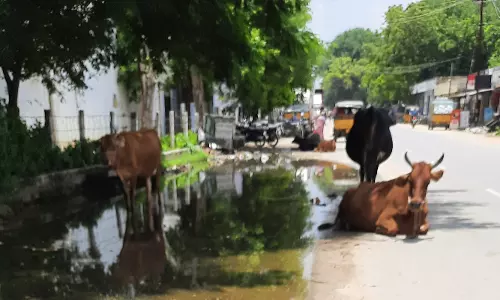 கால்நடைகளால் போக்குவரத்து பாதிப்பு
