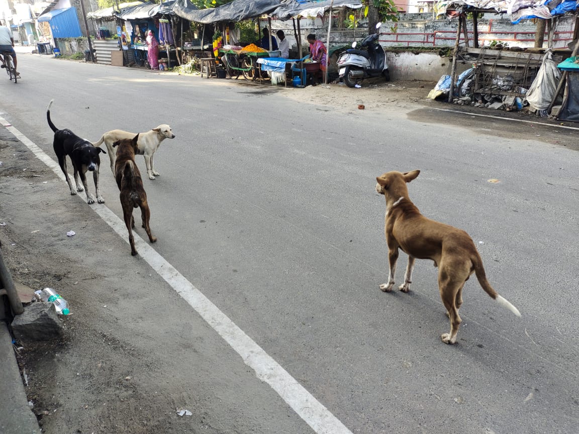 தெரு நாய்கள் அட்டகாசம் தெரு நாய்கள் அட்டகாசம்