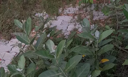 தேங்கி நிற்கும் கழிவுநீர் தேங்கி நிற்கும் கழிவுநீர்