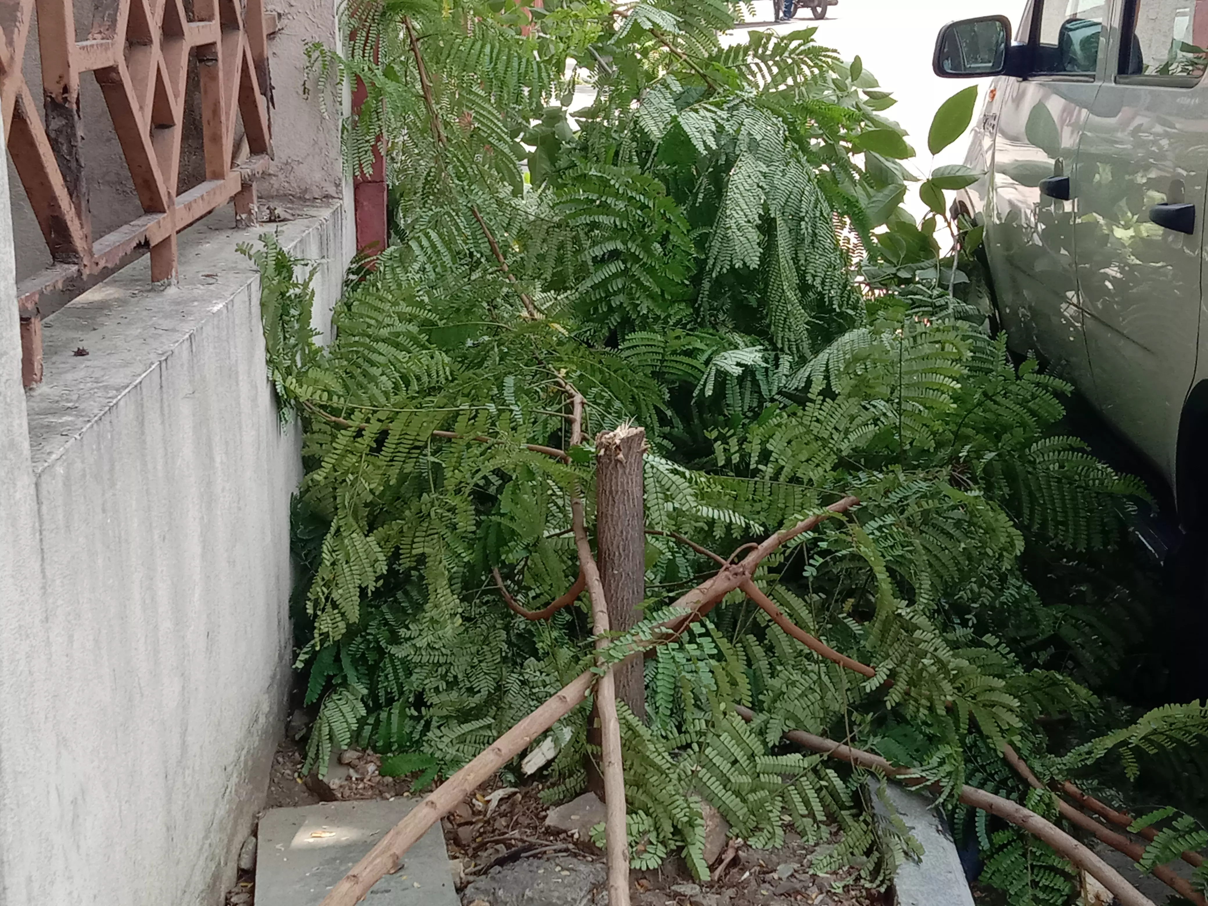 மரங்களின் கண்ணீர் மரங்களின் கண்ணீர்