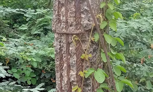 ஆபத்தான மின்கம்பம்