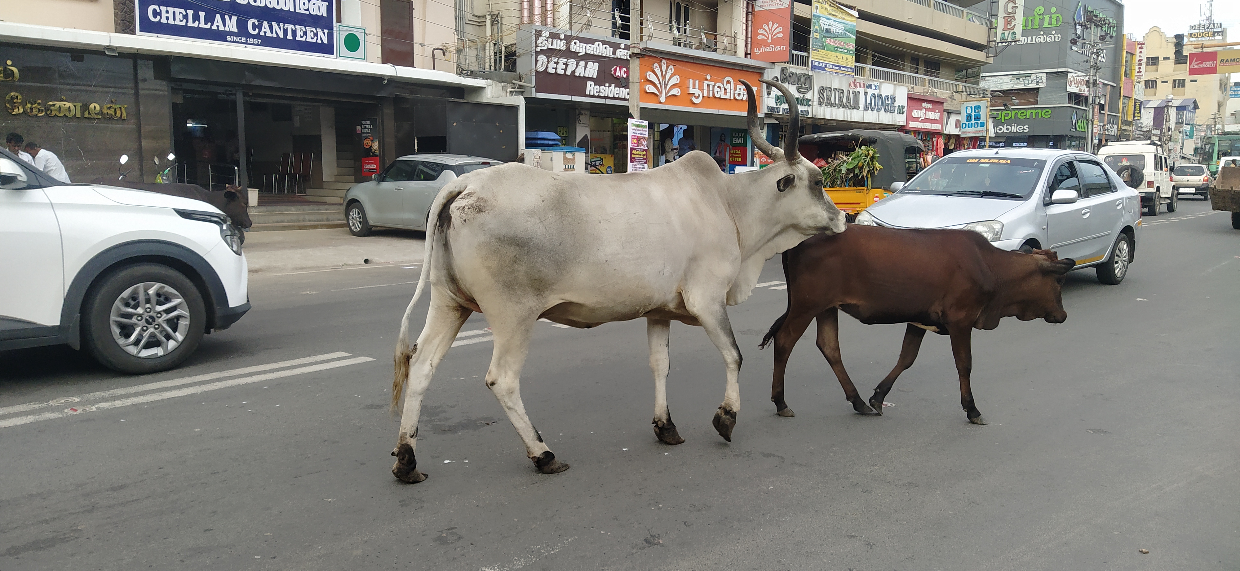 சாலையில் சுற்றித்திரியும் மாடுகள்
