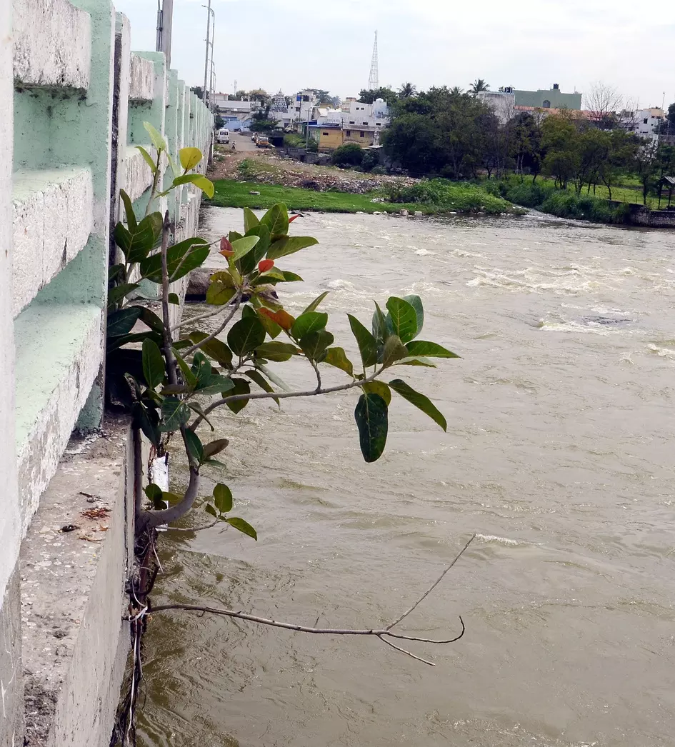 மேம்பாலத்தில் வளரும் செடி