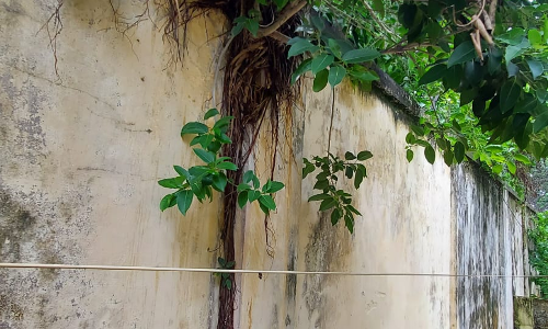 சுவரில் வளரும் செடி, கொடிகள்