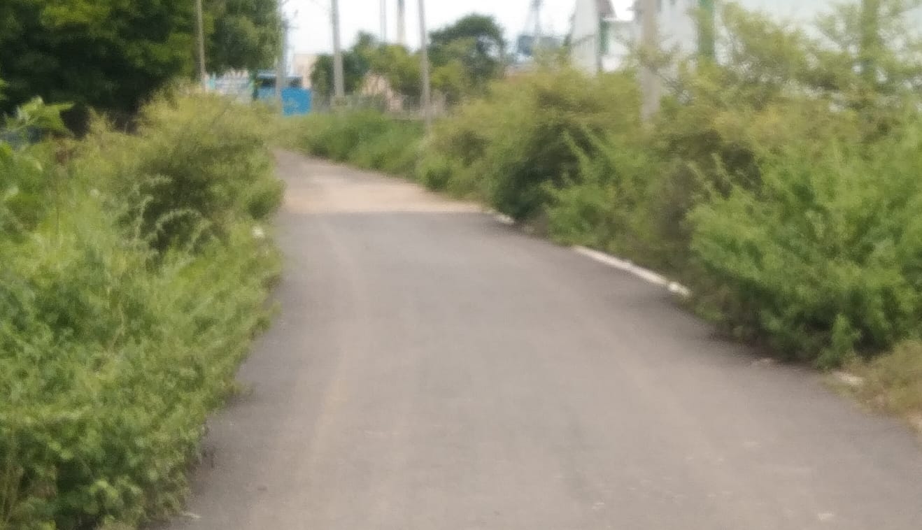 முட்செடிகளால் விபத்து அபாயம்