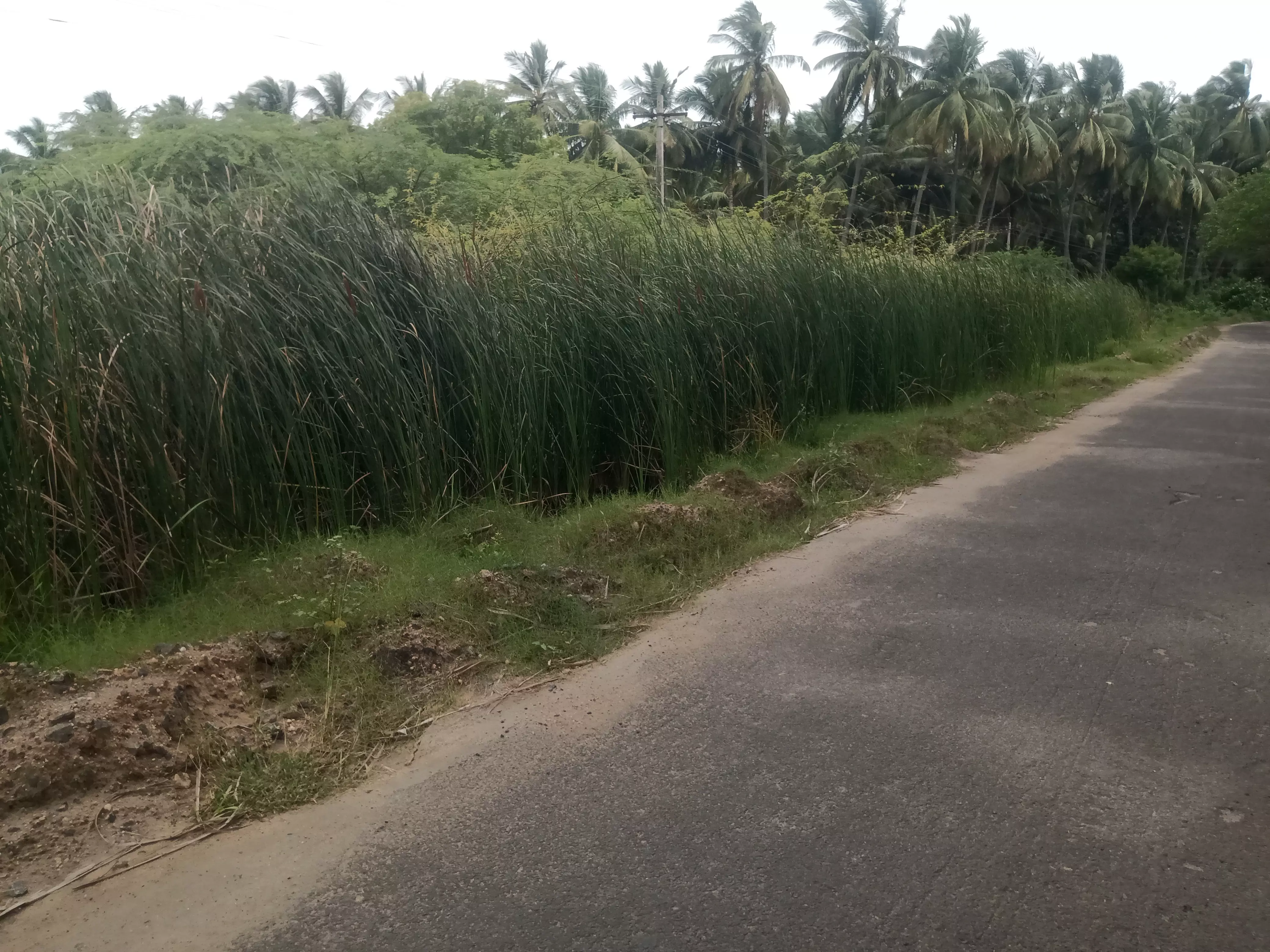 கழிவுநீர் கால்வாயை ஆக்கிரமித்துள்ள செடி-கொடிகள்