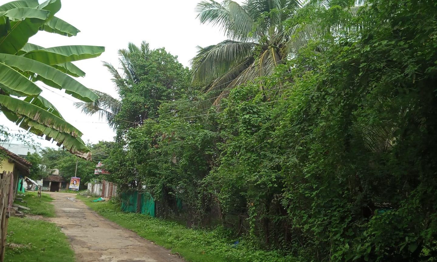 மரக்கிளைகளை உரசும் மின்கம்பிகள் மரக்கிளைகளை உரசும் மின்கம்பிகள்