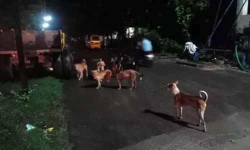 சிறுவர்-சிறுமிகளை துரத்தும் நாய்கள்