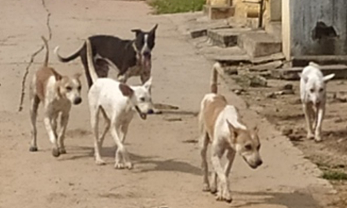 நாய்கள் தொல்லை நாய்கள் தொல்லை