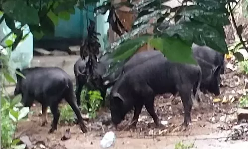 பன்றிகள் தொல்லை