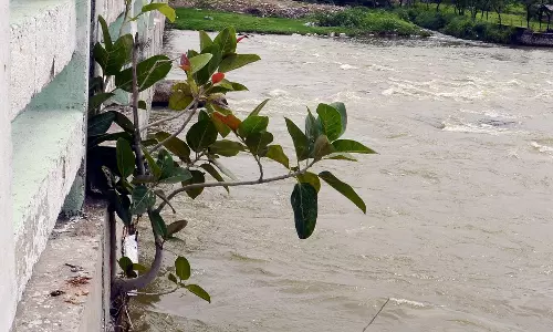 மேம்பாலத்தில் வளரும் செடி மேம்பாலத்தில் வளரும் செடி