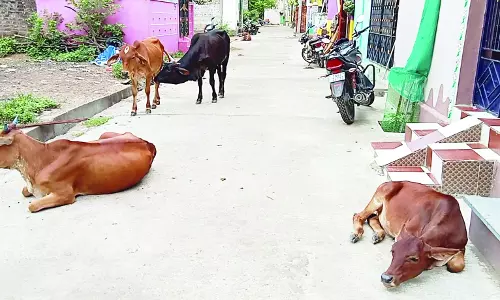 மாடுகள் தொல்லை மாடுகள் தொல்லை