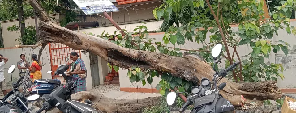 மரத்தை அகற்ற வேண்டும்